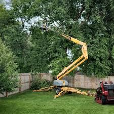 How Our Tree Care Process Works  in Delft Colony, CA